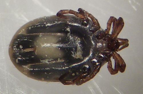 Réf. 270 205 : Ixodes ricinus